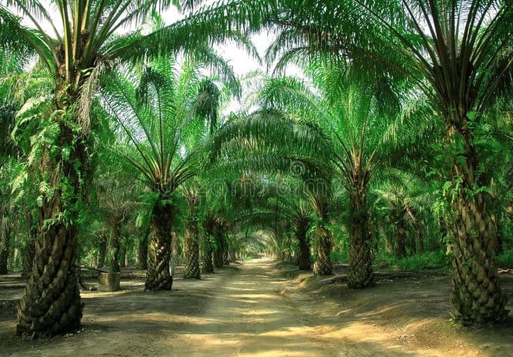 Palm oil extraction and food production