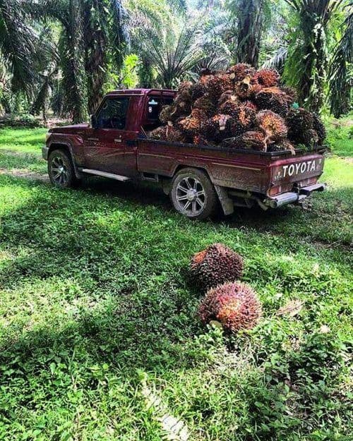 Palm oil extraction