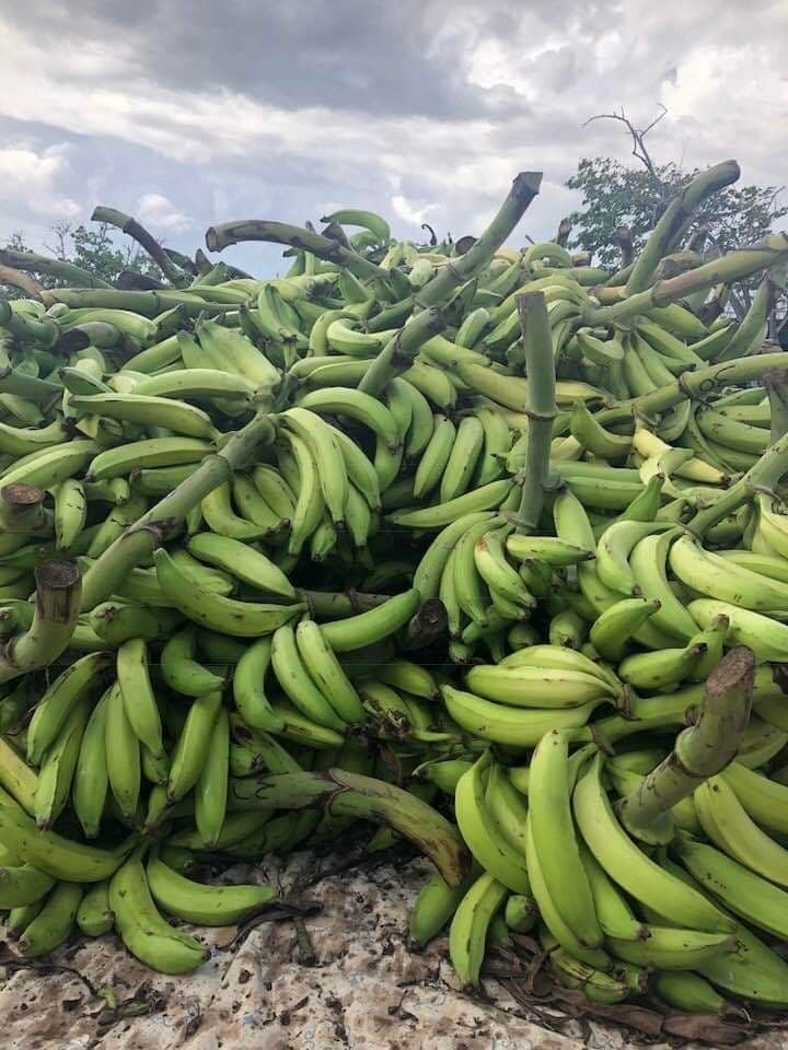 Plantain plantation and farming