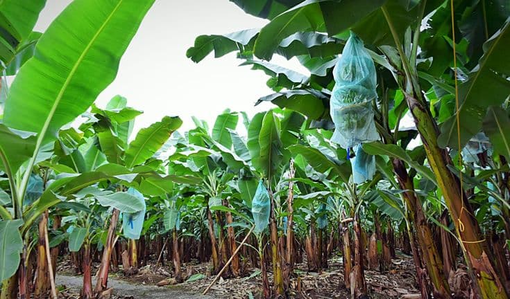 Plantain cultivation